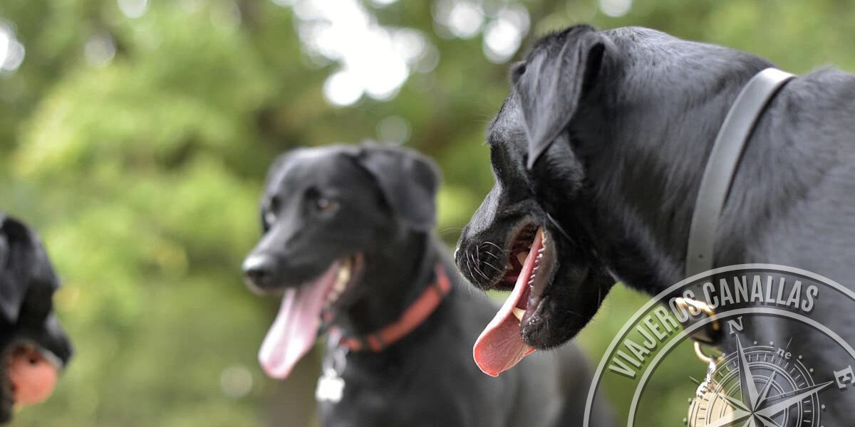 travellerscanallas-walkingwithpets How to do the Camino de Santiago with pets