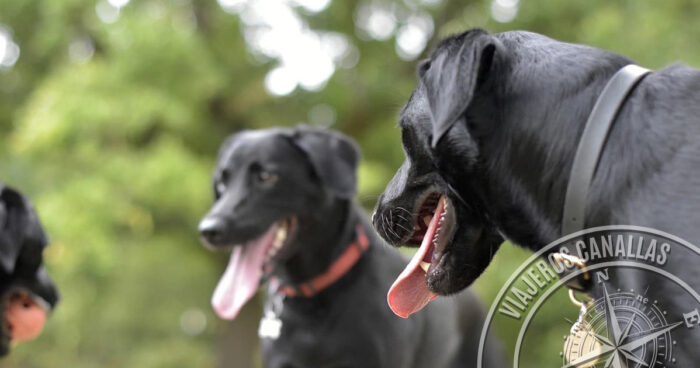 How to do the Camino de Santiago with pets