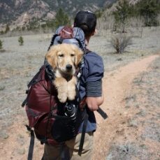 Camino de Santiago with dog