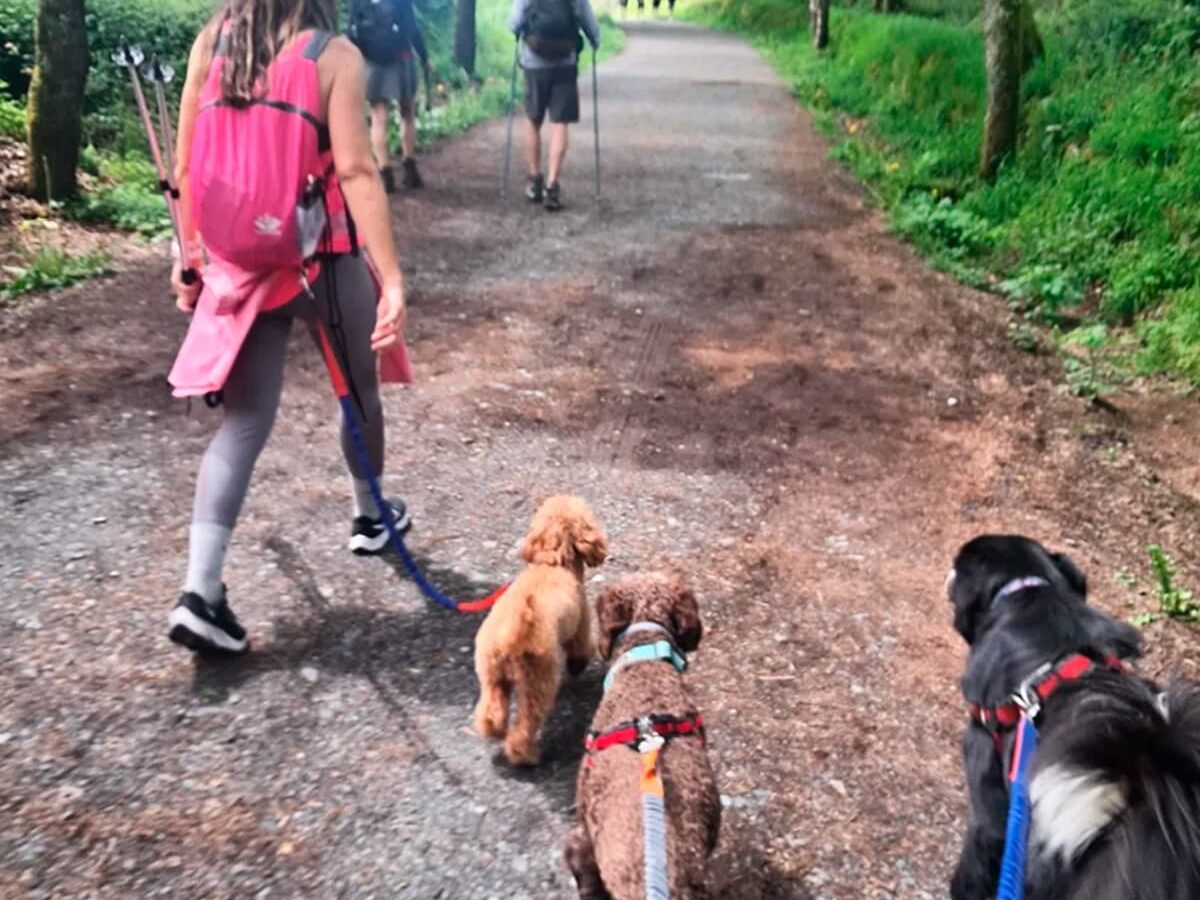 Camino de Santiago with dog